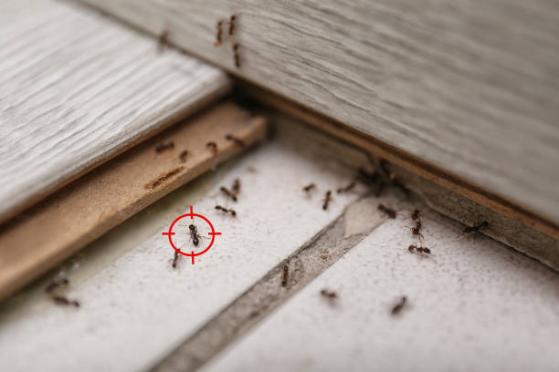 Best Exterminator Services  in Holly Hill, FL