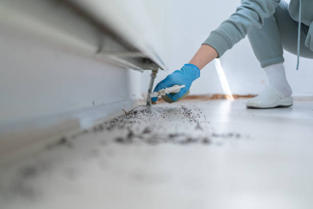 Insect Control in Holly Hill, FL